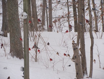 Cardinals Illinois Woods